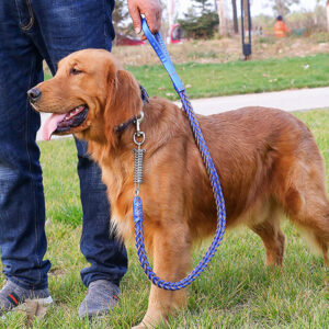 Leather Dog Traction Rope with Strong Chain Detail
